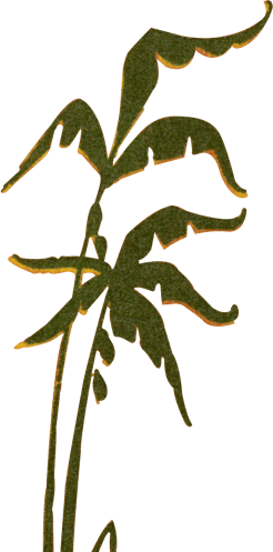 animation