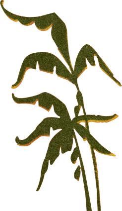 animation